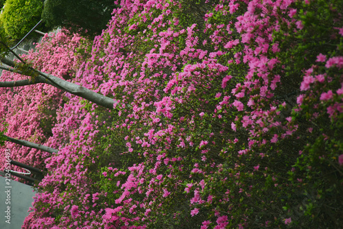 満開に咲き誇る鮮やかなピンクのツツジの花（背景素材）
