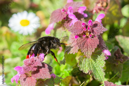 Steinhummel fliegt zur Taubnessel im Frühling