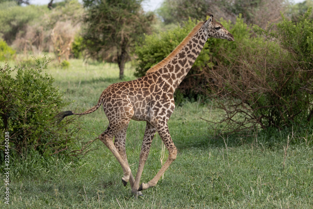 Obraz premium Young giraffe galloping through the Serengeti grasslands.