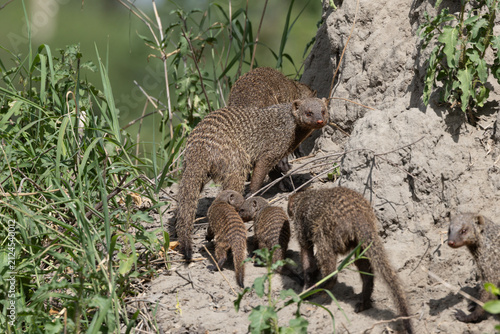 Fotografía Banded mongooses gather at a termite mound in the Serengeti.
