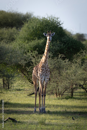 Photography A lone giraffe stands in Serengeti National Park.