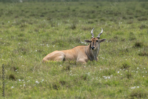 Canvas Print Common eland resting in the Ngorongoro Crater.