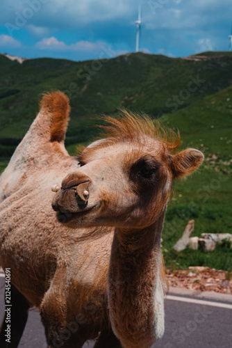 Close-Up Portrait of a Bactrian Camel in a Green Mountain Landscape