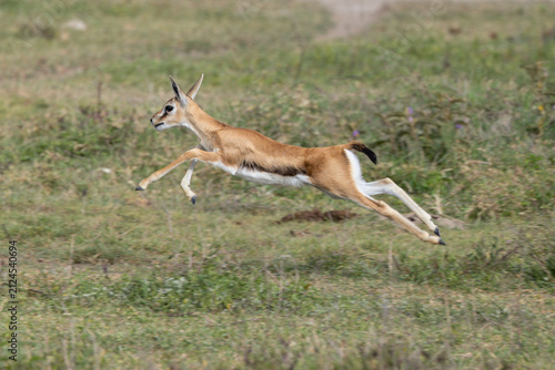 Photography A Thomson’s gazelle leaping across the Serengeti plains.