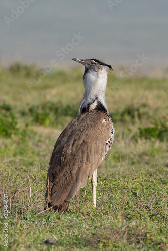 Bild auf Leinwand A Kori bustard standing in the Ngorongoro Crater.