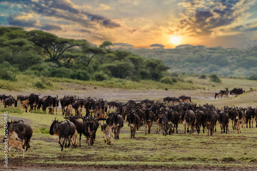 A herd of wildebeest grazing in the Serengeti at sunset.