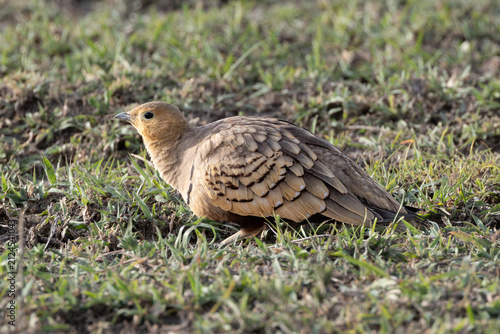 Female sandgrouse foraging in the Thar Desert.