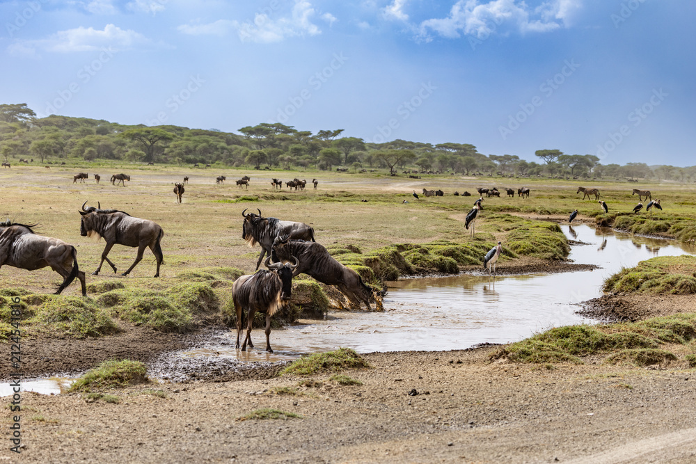 Obraz premium Wildebeests gathering at a watering hole in the Serengeti.