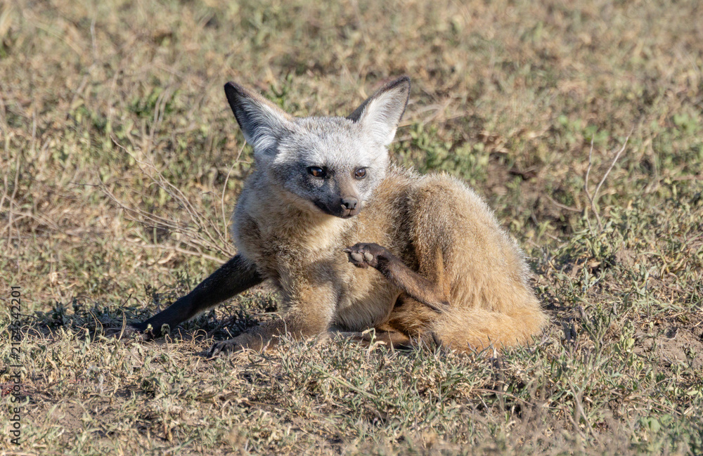 Fototapeta premium Bat-eared fox resting in the Serengeti National Park.