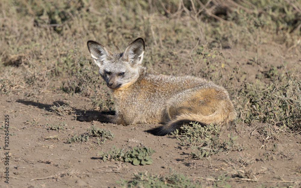 Fototapeta premium Bat-eared fox resting in Serengeti National Park.