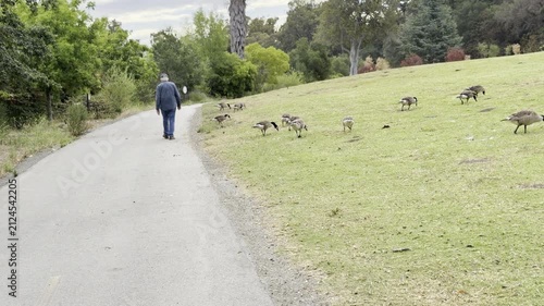 Senior man on path next to Canada geese flock
