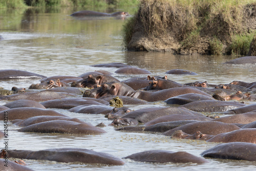 Photography Large pod of hippos cooling in the Serengeti river.