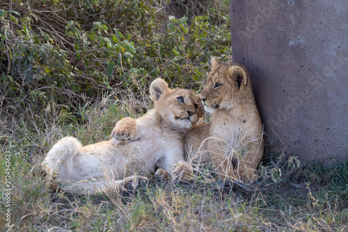 Photography Two lion cubs resting in the Serengeti.