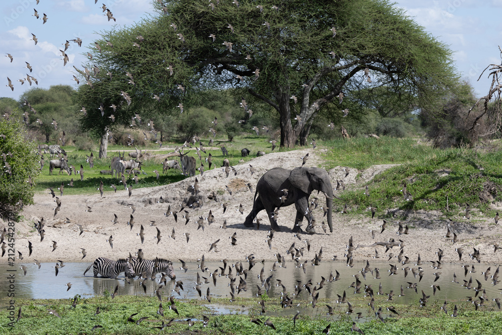 Naklejka premium Elephant and zebras at a waterhole in Tarangire National Park.