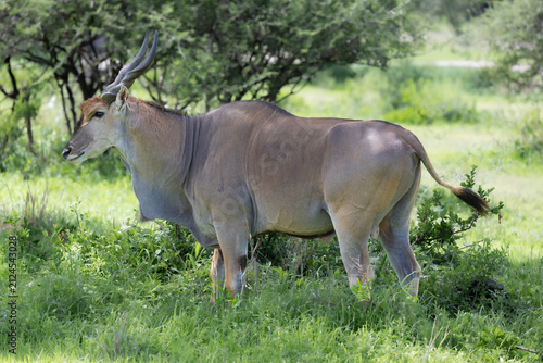 Canvas Print A majestic eland in the Kruger National Park.