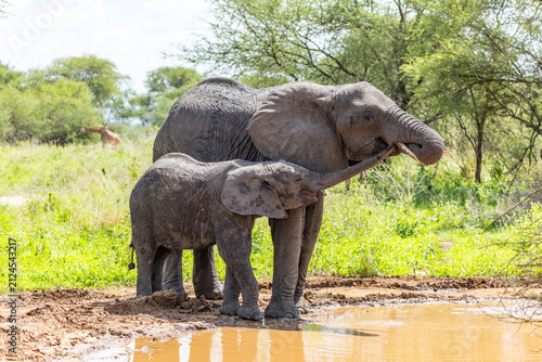 Photography Elephants at a waterhole in Tarangire National Park.