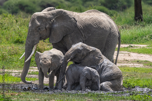 Konstfotografi African elephant family wallowing in mud in Serengeti National Park