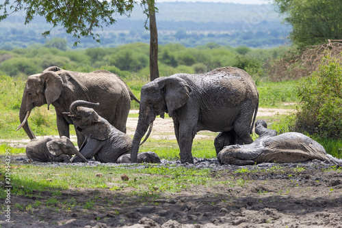 Photography Elephants playing in mud at Tarangire National Park.