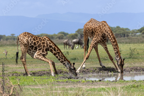 Photography Two giraffes drinking at a Serengeti National Park waterhole.
