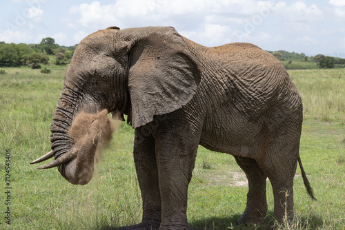 Elephant takes a dust bath in Serengeti National Park.