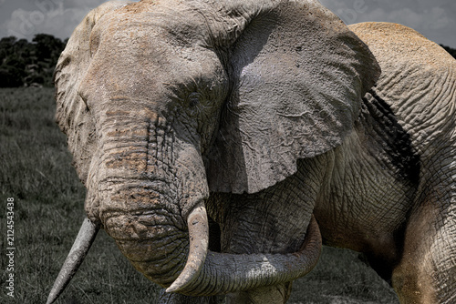 Portrait of an African elephant in the Maasai Mara.