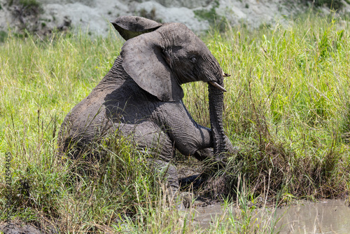Young elephant sitting in mud at Serengeti National Park.