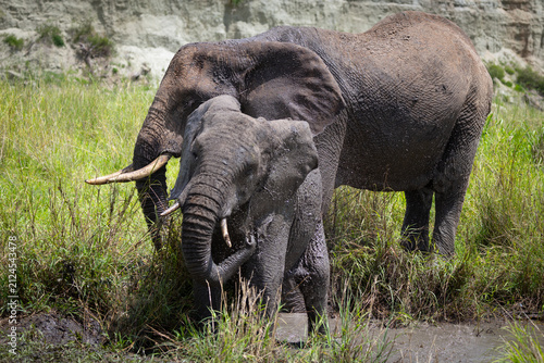 Two elephants bathing in Kenya's Maasai Mara National Reserve.