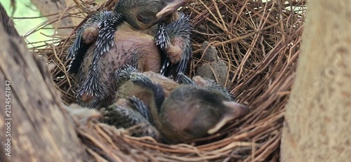 Принти на полотні Newborn Drongo  baby birds in nest, wild hatchlings resting in straw birdhouse,