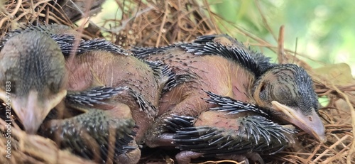 Canvastavla Newborn Drongo  baby birds in nest, hatchling chicks with developing feathers, w