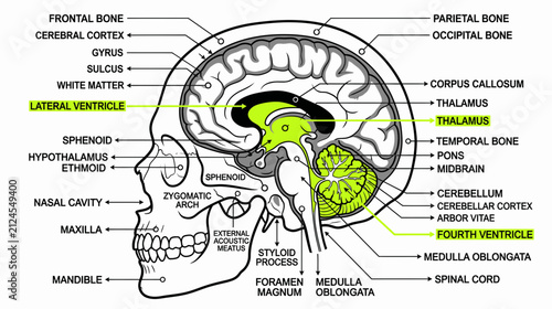 Quadro su tela Human Brain Anatomy Diagram with Labels