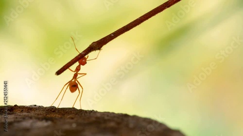 ant on a tree