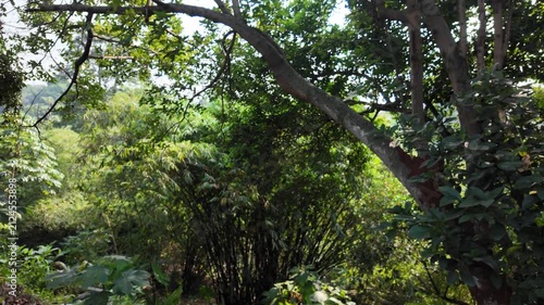 forest in the morning