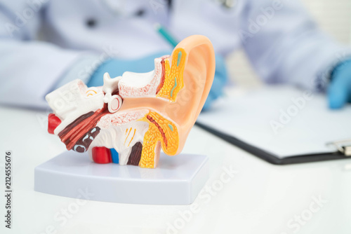 Asian doctor holding human ear model to learn and treat hearing loss in patient.