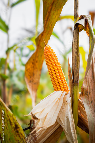 Ripe golden corn cob growing on stalk in agricultural field. Ripe maize ready for harvest on organic farm. Concept of agriculture, food production, agronomy, farming and rural harvest season.