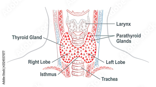 Принти на полотні Anatomical illustration of the human thyroid and parathyroid glands