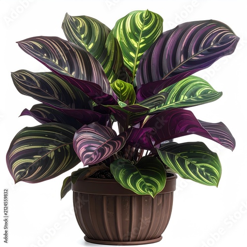 A potted plant with striking, patterned leaves of green, yellow, and purple