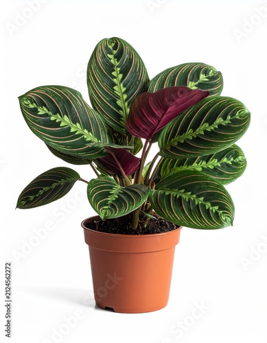 Vibrant green and burgundy striped foliage on a potted houseplant