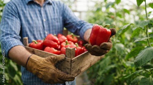 Farmer holding a wooden crate filled with freshly harvested red bell peppers in a greenhouse, closeup on hands with work gloves