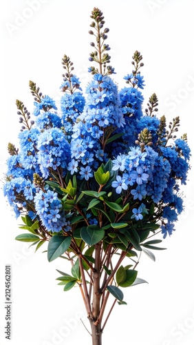 Vibrant blue flowers bloom on a leafy green shrub against a white background