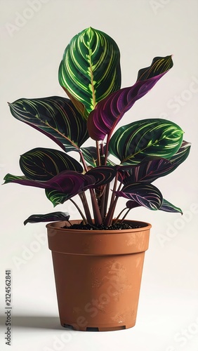 Vibrant potted plant with striking green, purple, and yellow patterned leaves