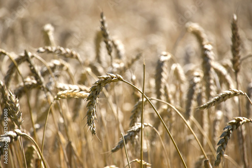 Fotografía Golden Wheat Field Close-Up With Ripe Ears and Sunlit Harvest Stalks in Rural Su