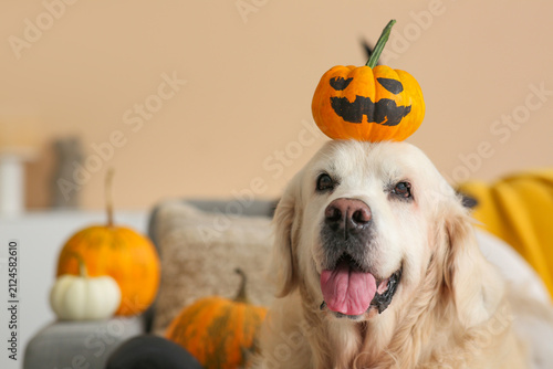 Cute Labrador dog with diff...