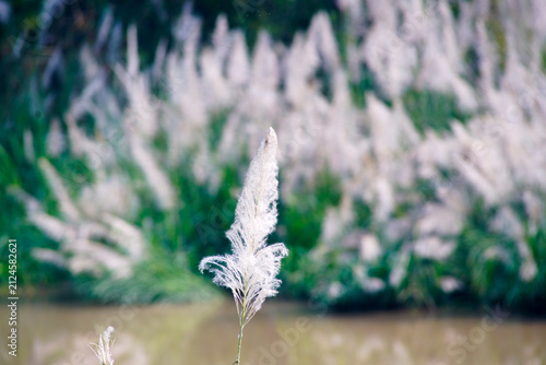 Elegant Pampas Grass Stands Tall by a Tranquil Water Body