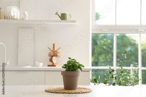Fresh basil in pot on table...