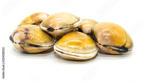 A close-up studio shot of fresh raw clams arranged together on a plain white background for culinary display