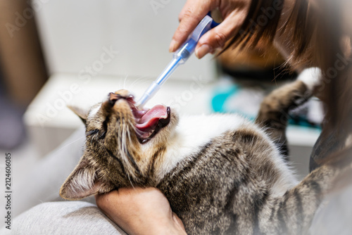Принти на полотні Domestic shorthaired tabby cat gently held while person uses small dental tool t