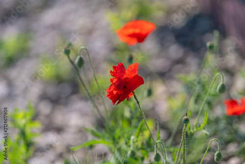 Poppies bloom vibrantly in a sunny European meadow swaying gently in the warm breeze as nature comes alive in colorful splendor