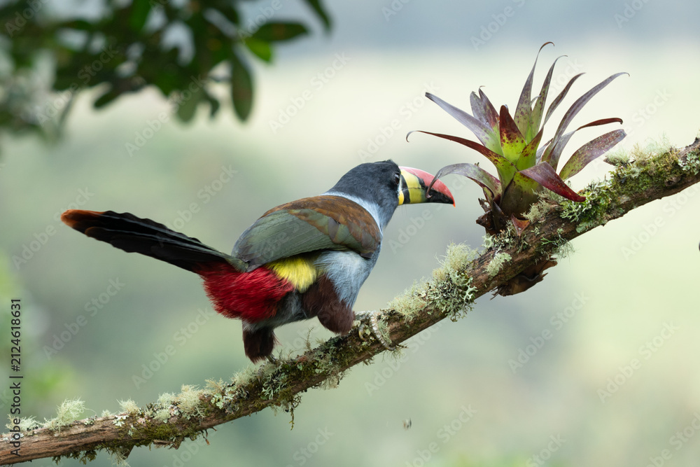 Fototapeta premium beautiful colored plate-billed mountain toucan (Andigena laminirostris) sitting n the branch very near in the cloud forest