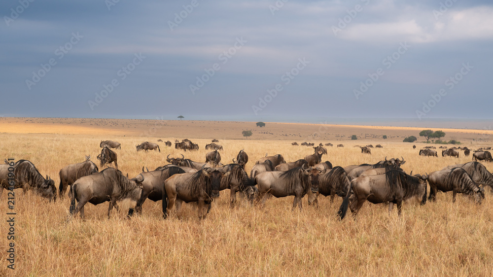 Obraz premium Wildebeest migration, Serengeti National Park, Tanzania, Africa