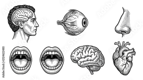 Vintage Anatomy Illustrations: Head, Brain, Eye, Nose, Mouth, Heart